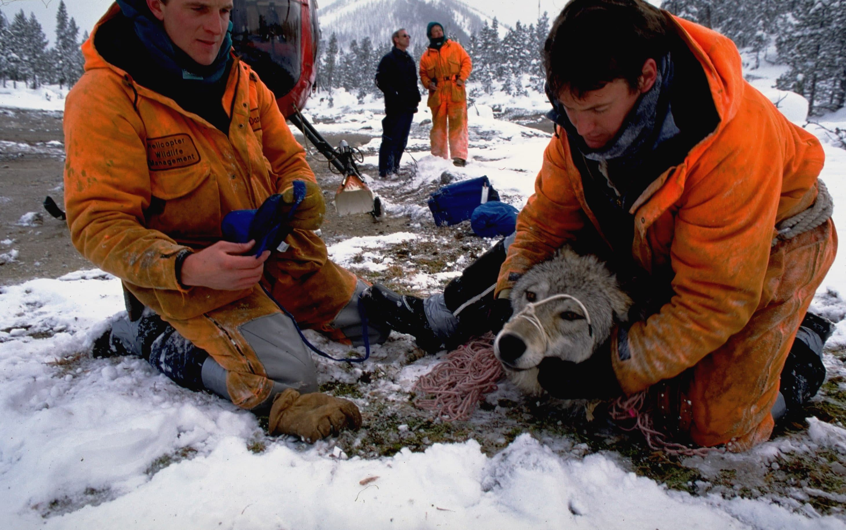 The Wolves of Isle Royale interactive documentary cover image